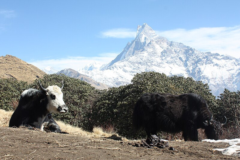 Mardi Himal Trek - The Hidden Gem of Annapurna