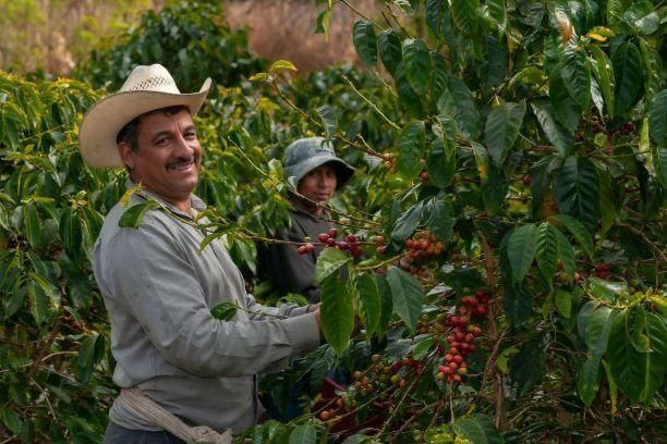 Coffee harvesting Volunteering Experience